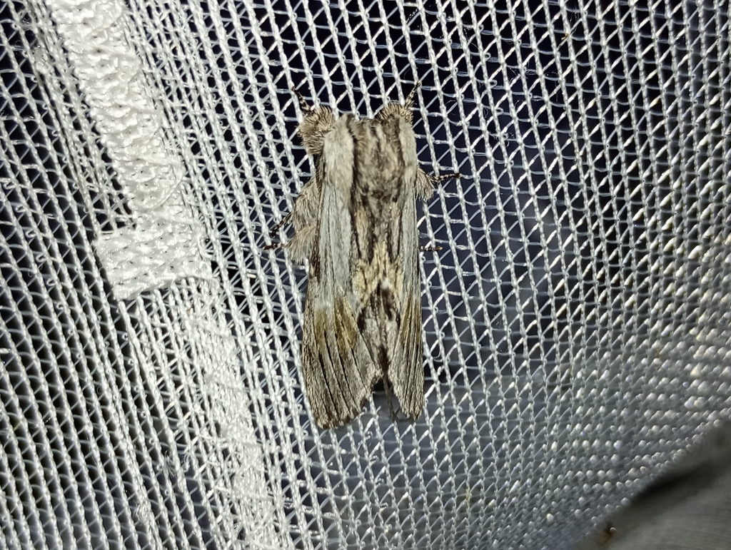 Tawny Prominent