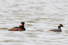 Podiceps nigricollis