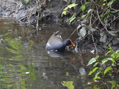 Gallinula chloropus