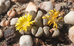 Lithops