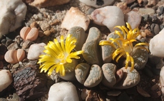 Lithops