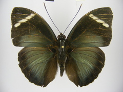 Euphaedra preussi preussi