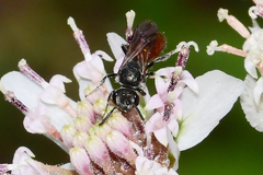 Sphecodes mandibularis