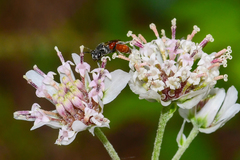 Sphecodes mandibularis