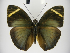 Euphaedra fulvofasciata