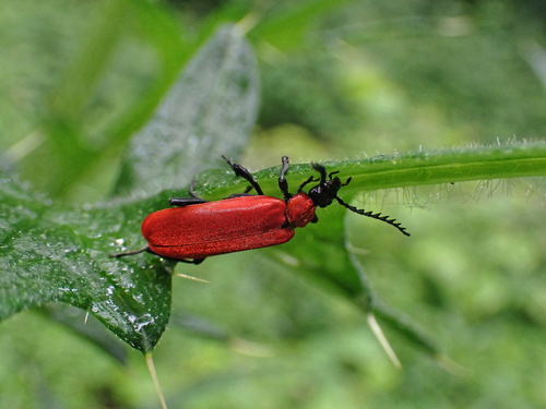 Cardinal beetle
