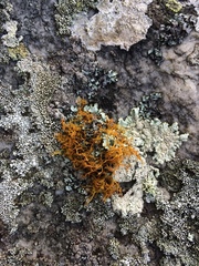 Teloschistes inflatus