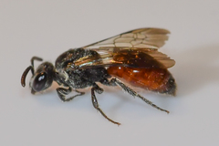 Sphecodes mandibularis