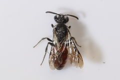 Sphecodes mandibularis