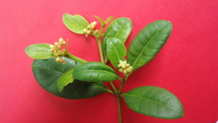 Eumachia chaenotricha