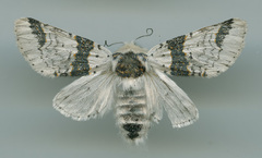 Furcula scolopendrina