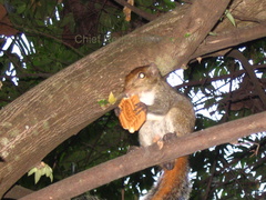 Funambulus palmarum