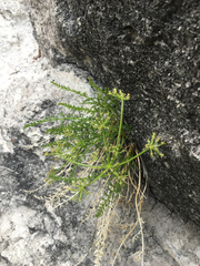 Cymopterus anisatus