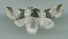 Furcula scolopendrina