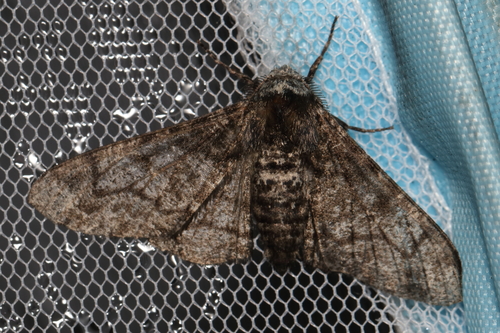 Peppered Moth photo 4