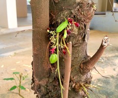 Averrhoa bilimbi