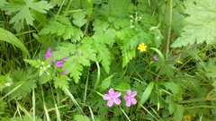 Geranium asphodeloides