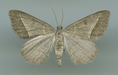 Digrammia neptaria