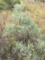 Ericameria nauseosa glabrata