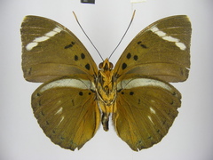 Euphaedra preussi preussi