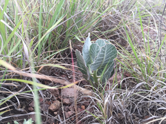 Asclepias nummularia