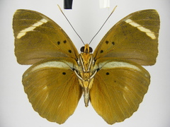 Euphaedra fulvofasciata