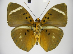 Euphaedra fulvofasciata