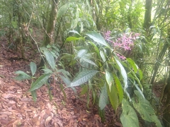 Palicourea angustifolia