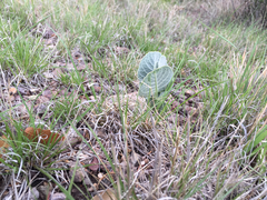 Asclepias nummularia