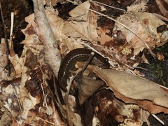 Desmognathus kanawha