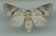 Clostera apicalis