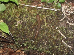 Desmognathus kanawha