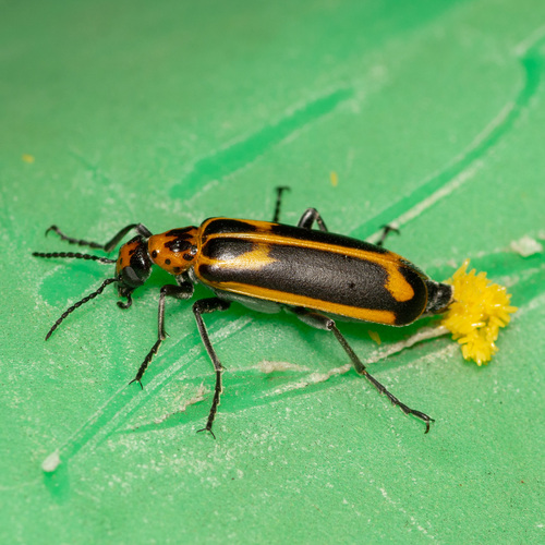 Yellow-crescent Blister Beetle photo 4
