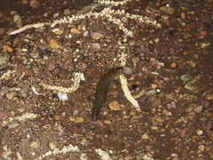 Desmognathus kanawha
