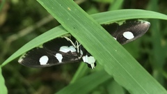 Desmia maculalis
