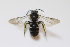 Hemihalictus