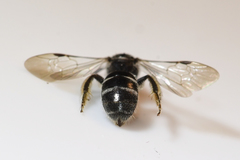 Hemihalictus