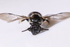 Hemihalictus