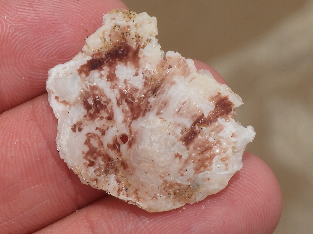 Atlantic Foam Oyster