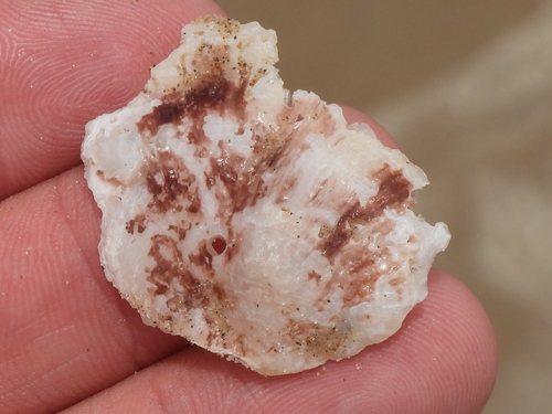 Atlantic Foam Oyster