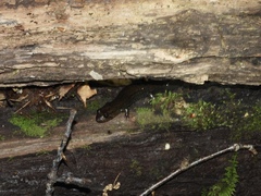 Desmognathus kanawha