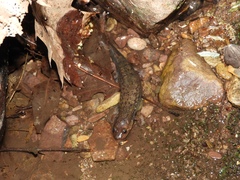 Desmognathus kanawha