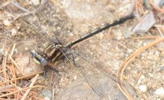 Phanogomphus