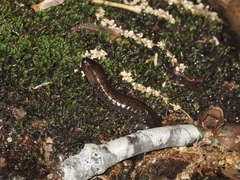 Desmognathus kanawha
