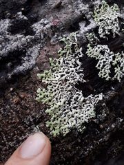 Menegazzia neozelandica