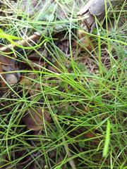 Isolepis subtilissima