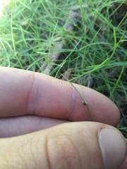 Isolepis subtilissima