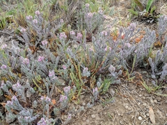 Chloropyron maritimum maritimum