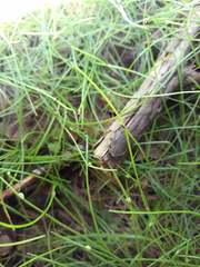 Isolepis subtilissima