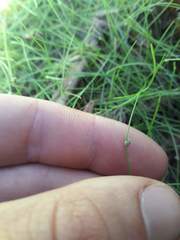 Isolepis subtilissima